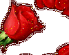 glitter heart/red rose
