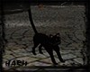 EVILLE BLACK CAT