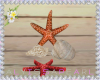 Boho Seashell & Starfish
