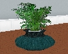 LL-Big green pot/ plant