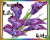 4M'z Purple Lily flower