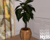 _N.R. Potted 2_