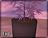   indica plant