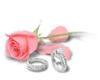 Pink Roses and Rings
