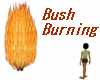 Bush Burning