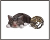 Sleeping Cat with Ball