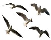 [S] Seagulls
