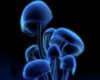 Blue Mushroom Club Plant