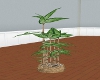[MW]bamboo plant