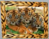 Lovely-Tiger-Cubs