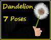 7 pose Dandelion