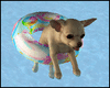 Chihuahua on Pool Float