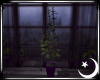 Purple Haze Plant