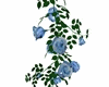 Rose bush blue 2
