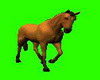 Animated Horse 2