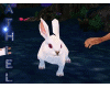 *Dext* white rabbit pose