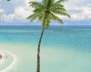 (A)Beach Animated Palm 2