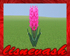 £ìç Pink Hyacinths