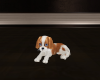 xN! Puppy