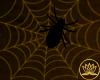 Ari. Spider Web DRV