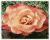 Roses Sticker