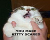 kitty scared