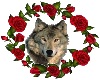 Wolf-Rose