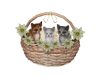 Kitten in a Basket 🌸