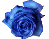 Blue Rose Particles