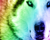 Colourful Wolf Sticker