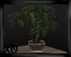 Elegant Plant 2