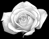^LT^ Falling White Roses