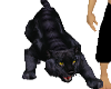 panthere black lola