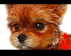 Adopt a Yorki 3