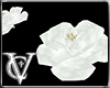 ~VC~ Crossade roses