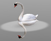 Floating Swans trig go