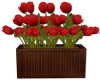 Red Tulips in a Box