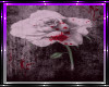 BloodyRose Photo Room