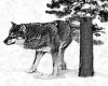 Wolf Credo Sticker