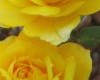 double yellow roses