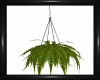 Teal Hanging Fern