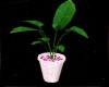 BLUSH Potted Plant