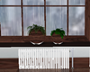 Pot Plants