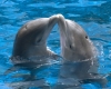 dolphins kiss picture