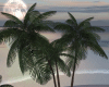 Ap. Palm Trees