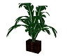 B's Tropical Plant 3