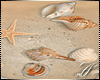 SC: Jewel Seashells/Sand