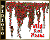 Wild Red Roses