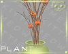 Plant Pumpkin 4b Ⓚ