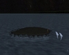 Island&Dolphins animated